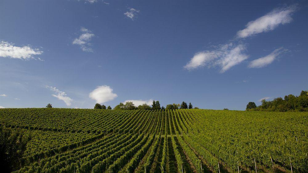 Stupnicki Dvori Winery Hotel Бродскі-Ступнік Екстер'єр фото